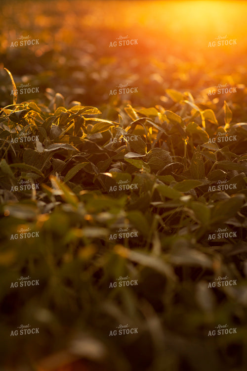 Soybeans - Mid-Season 4903