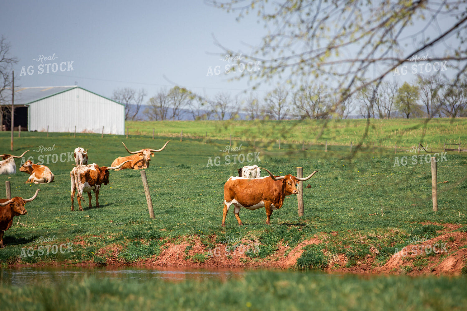 Longhorn Cattle 270485