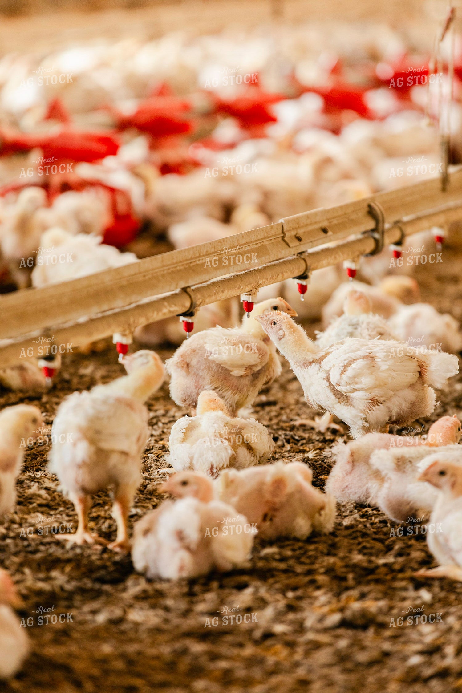 Broiler Chickens in Barn 280025