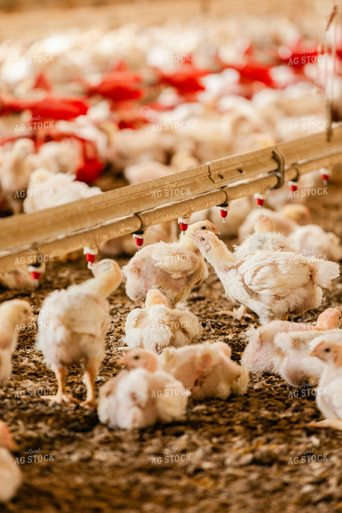 Broiler Chickens in Barn 280025