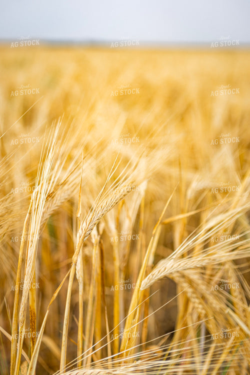 Dried Wheat Field 187248