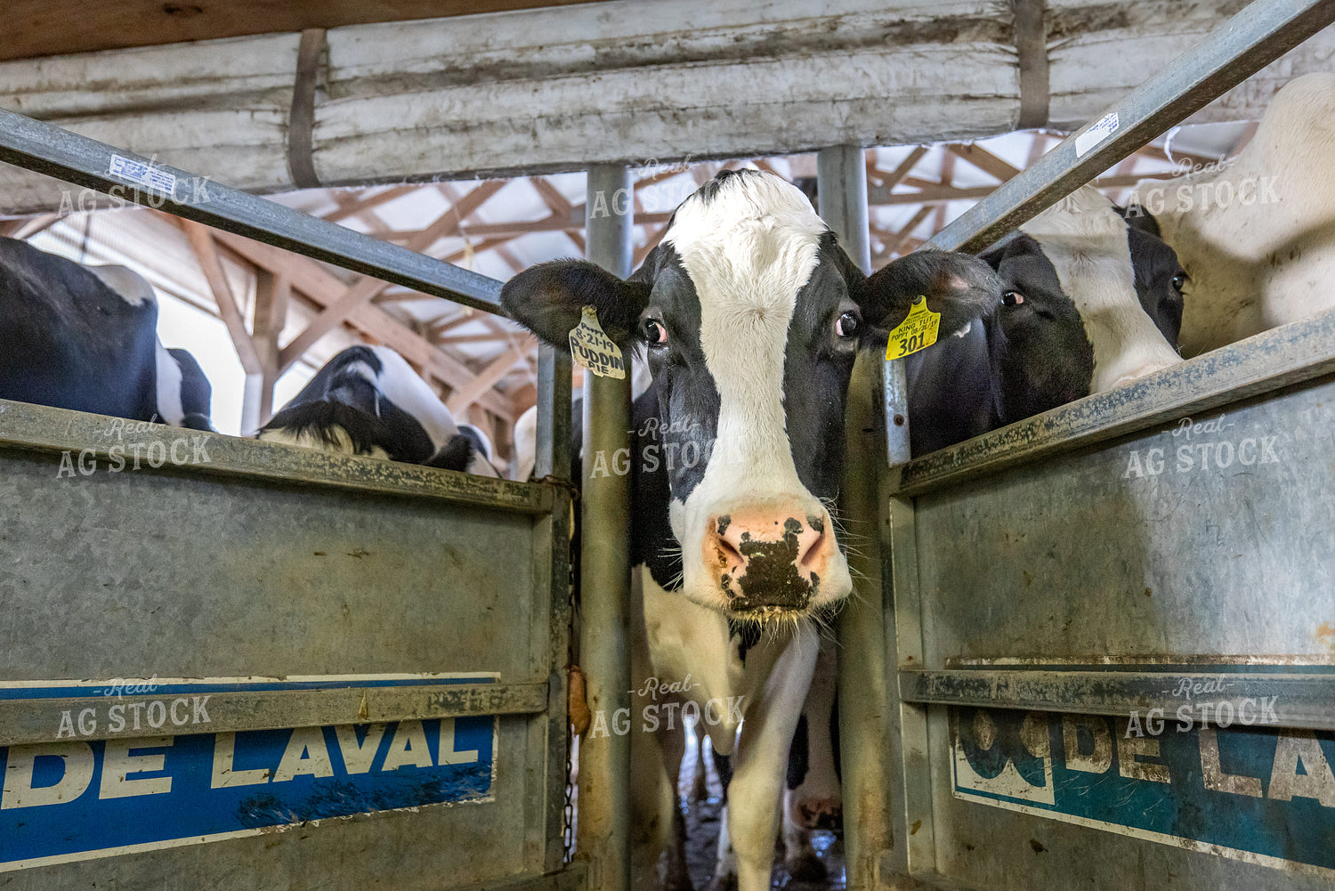 Milking Parlor 270042