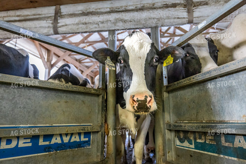 Milking Parlor 270042