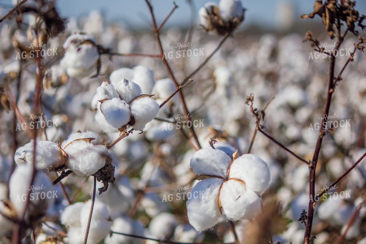 Cotton Bolls 291073
