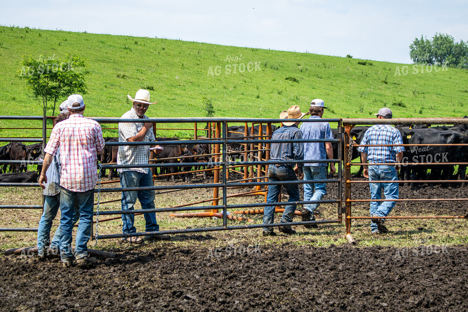 Ranchers Working Cattle 214220
