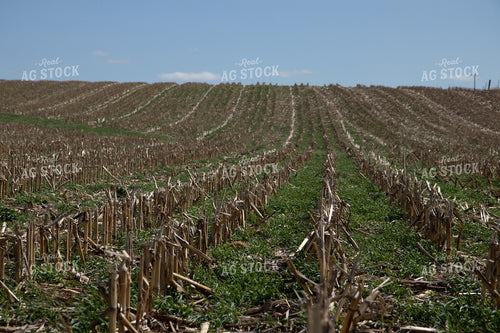 Cover Crops in Corn Stalks 67203
