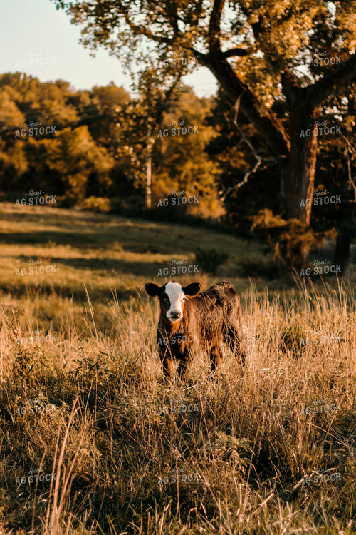Black Baldy Calf 108007