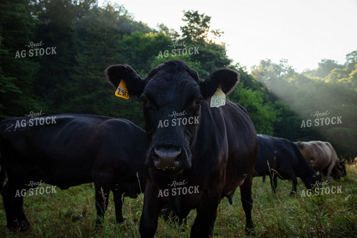 Black Angus Cow on Pasture 268404