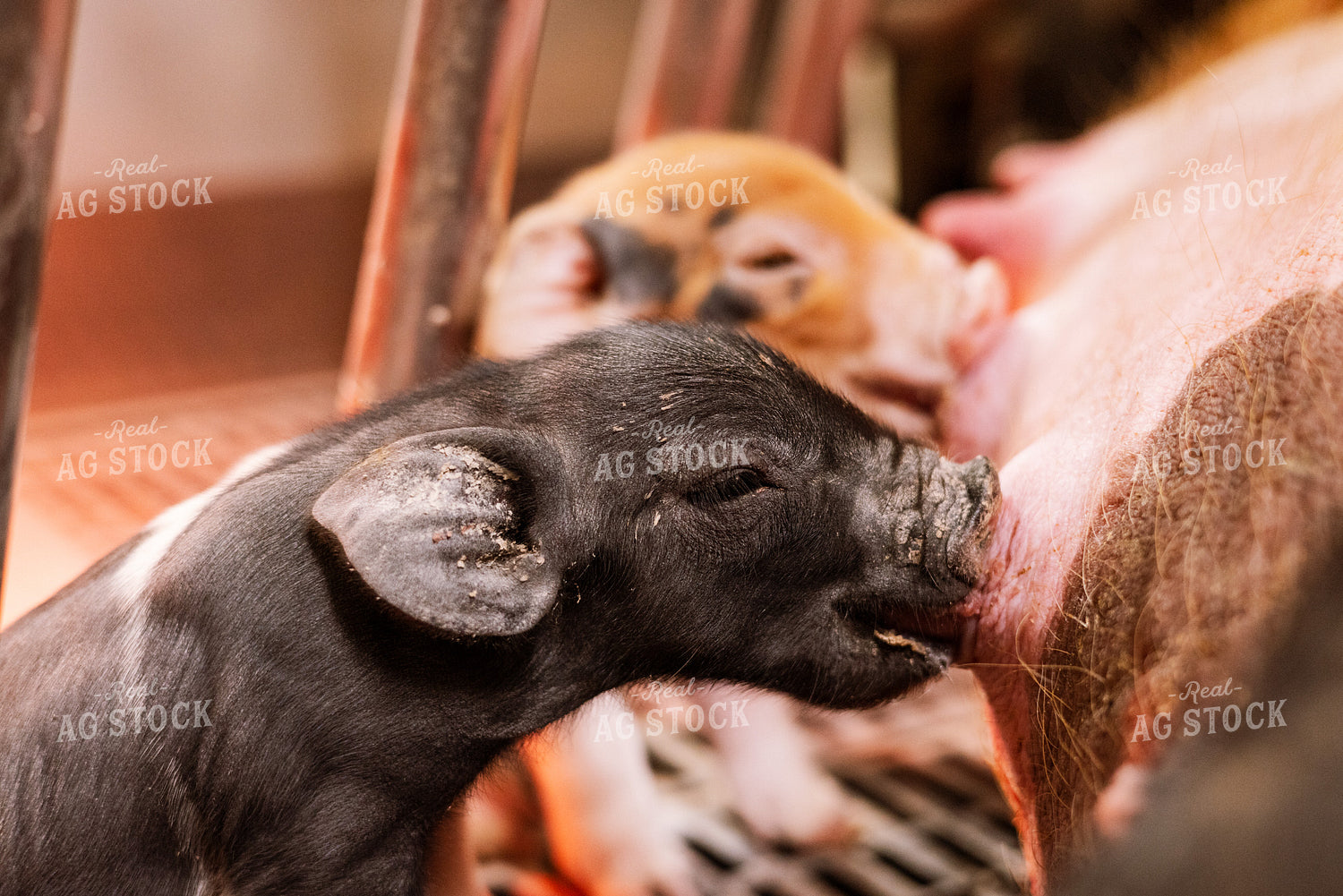 Hampshire Piglets 233020