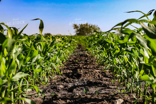 Midseason Corn Field 187105