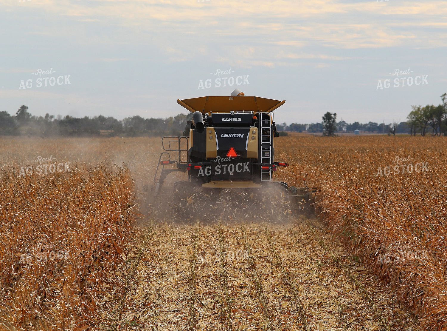 Corn Harvest 141457