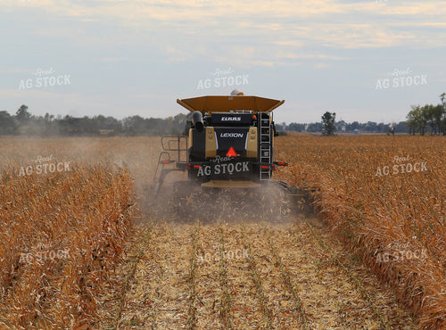 Corn Harvest 141457