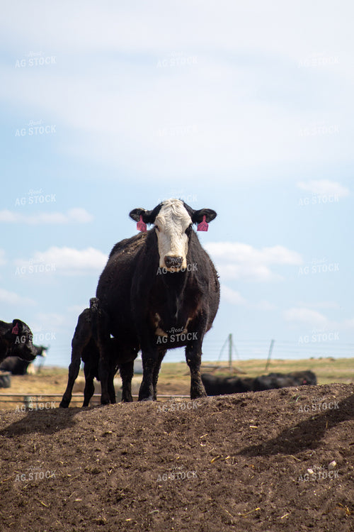 Cow Calf Pair 155395