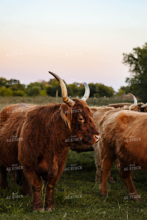 Highland Cattle 152277