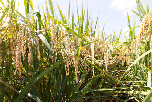Rice 79394