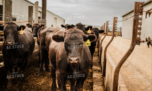 Black Angus Cattle 133046