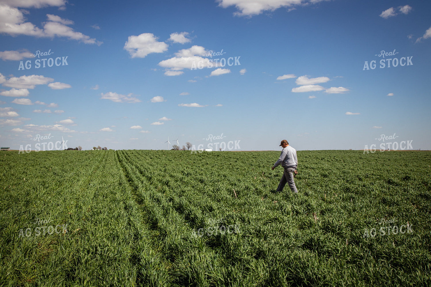 Walking through Cover Crops 67686