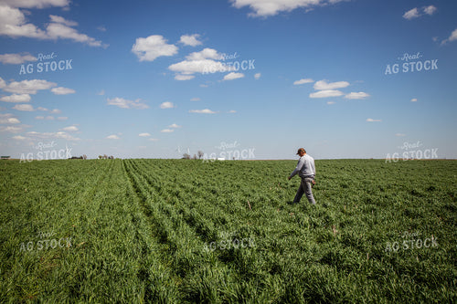 Walking through Cover Crops 67686