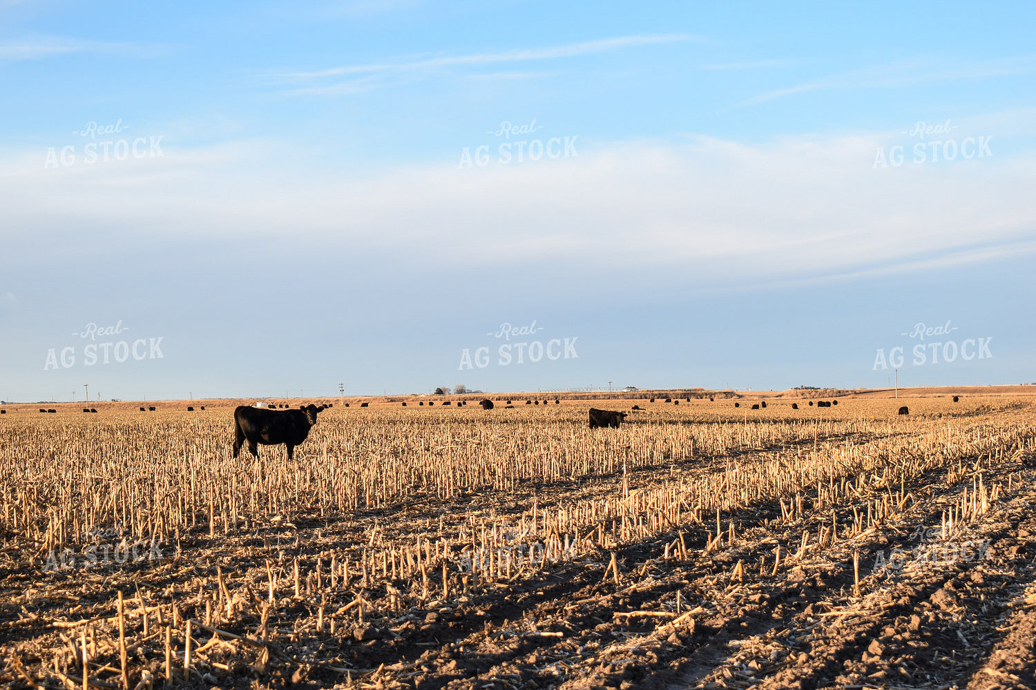 Cattle Grazing on Corn Stalks 259001