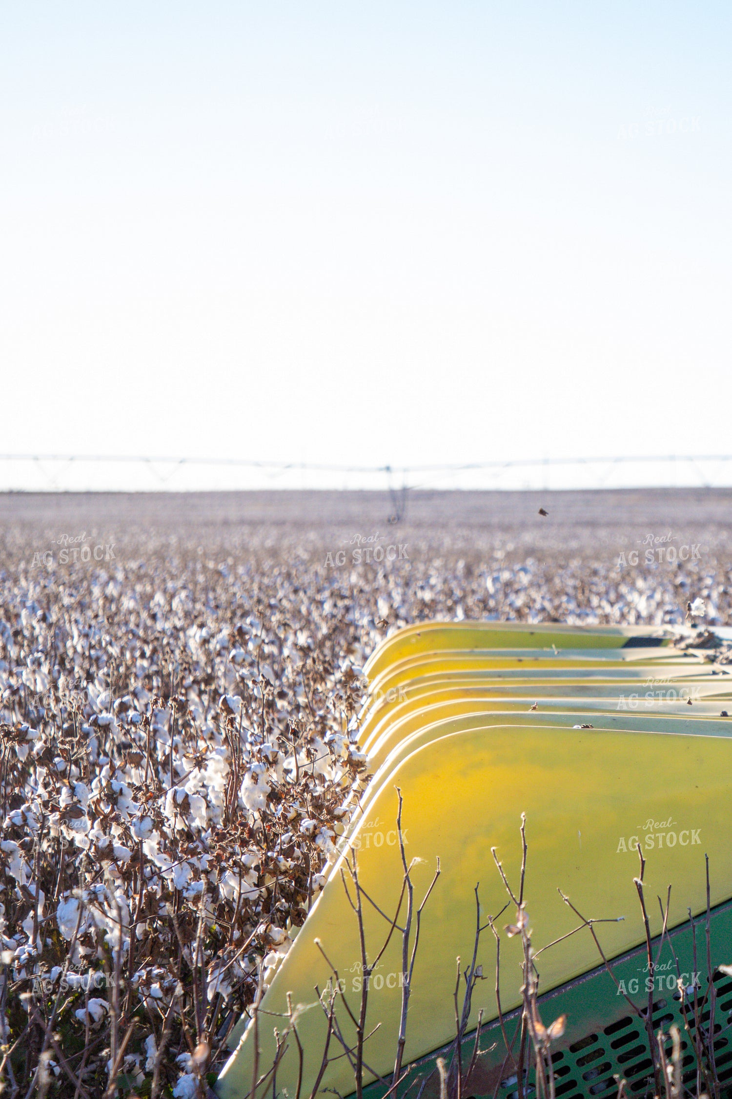 Cotton Harvest 208113