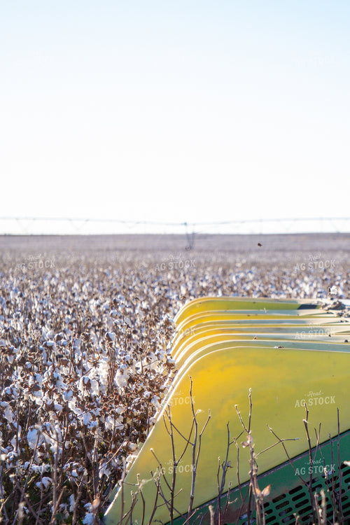 Cotton Harvest 208113