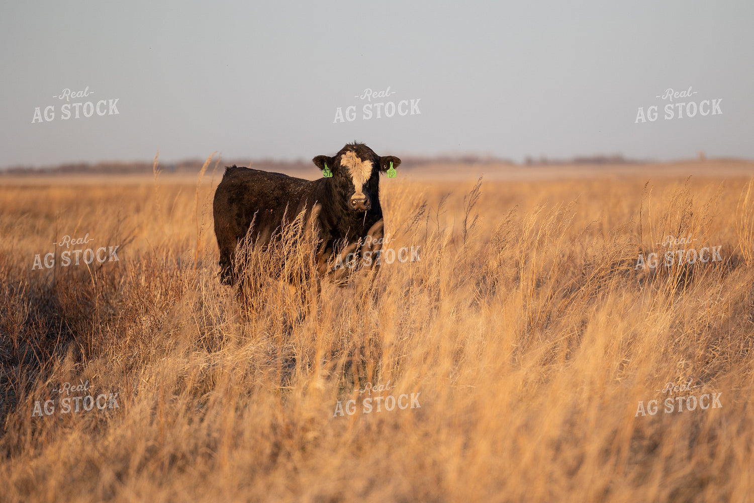 Simmentall on Pasture 72128
