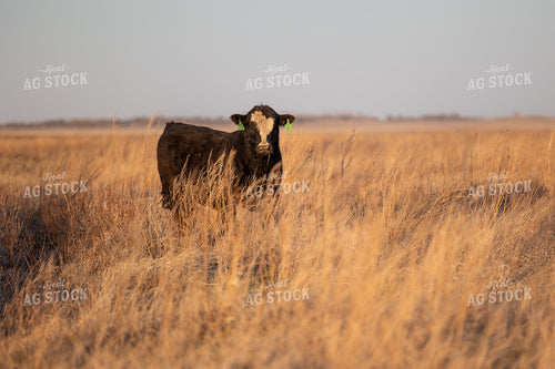 Simmentall on Pasture 72128