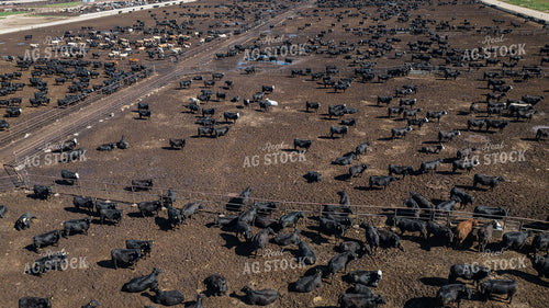 Cattle Feedlot Drone 56442