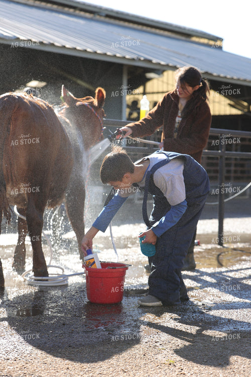 Washing Cattle on Show Day 52332