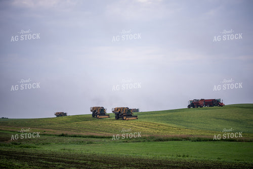 Harvesting Peas 76181