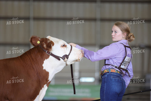 Showing Cattle 52459