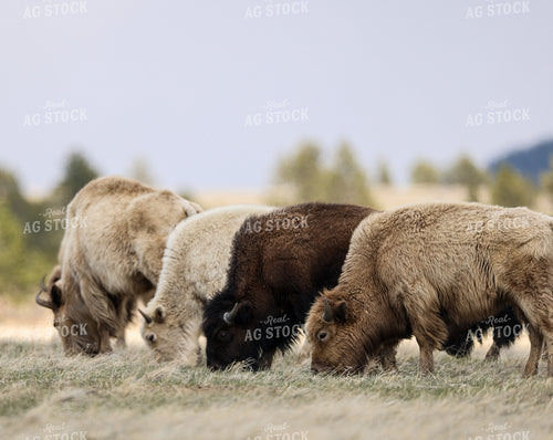 American Bison 261031