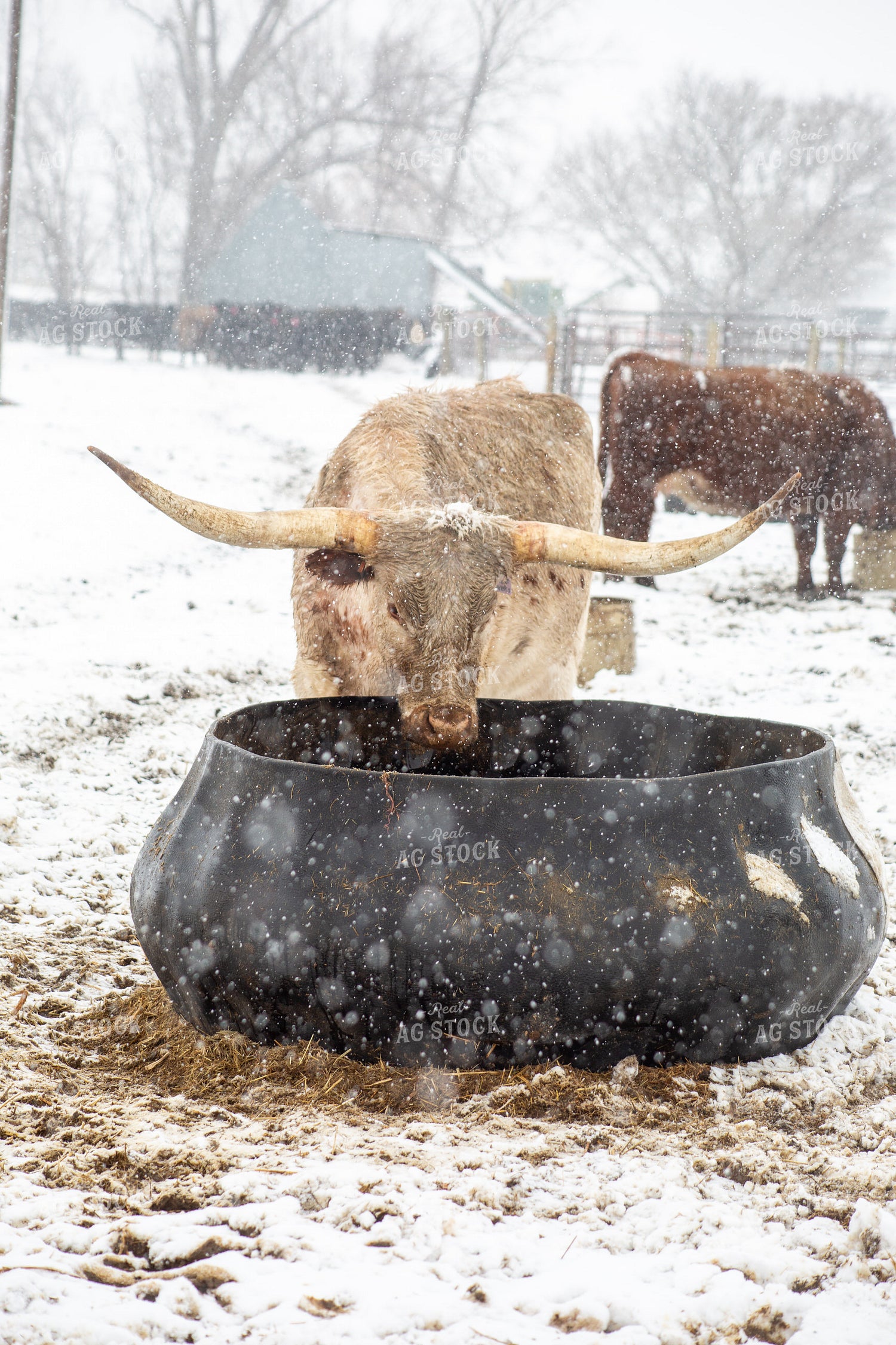 Cattle in Snow 155449