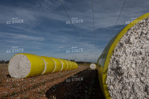 Cotton Bales 149073