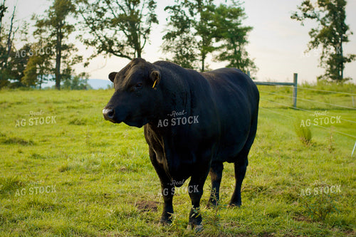 Angus Bull 251001