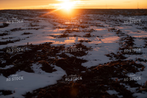 Sunrise Over Snowy Tilled Corn Field 3803