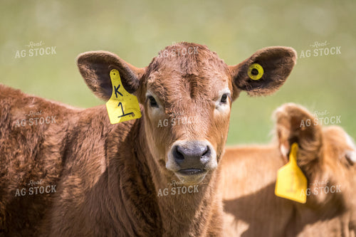 Cow 138155