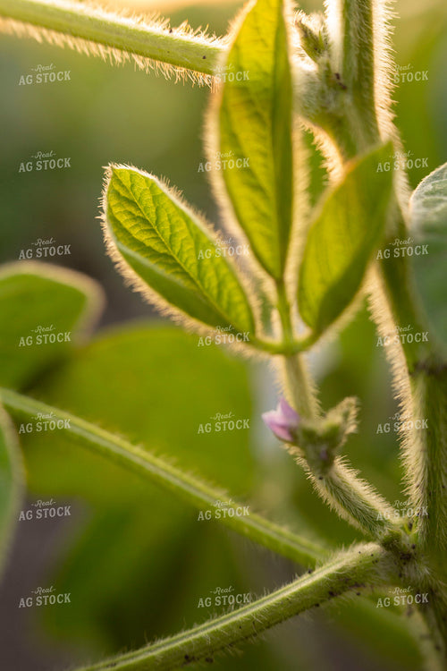 Soybeans - Mid-Season 1481