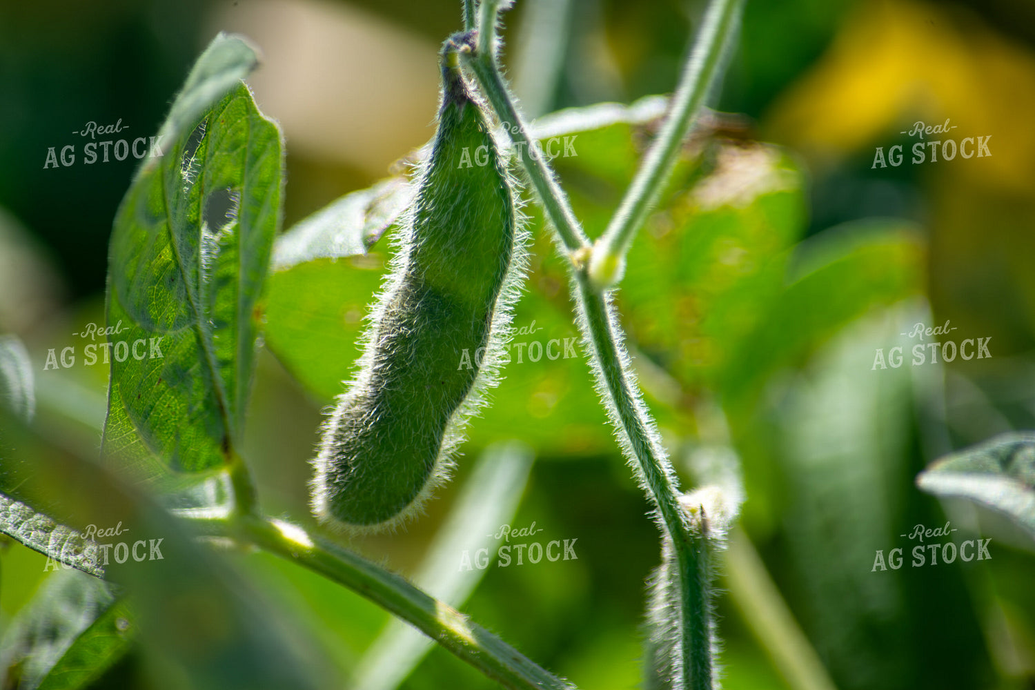 Midseason Soybeans 156144