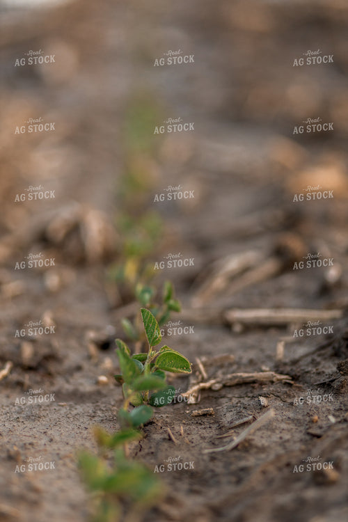 Early Season Soybeans 93274