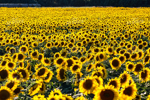 Sunflower Field 237007