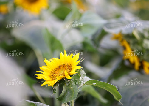 Sunflowers 160177