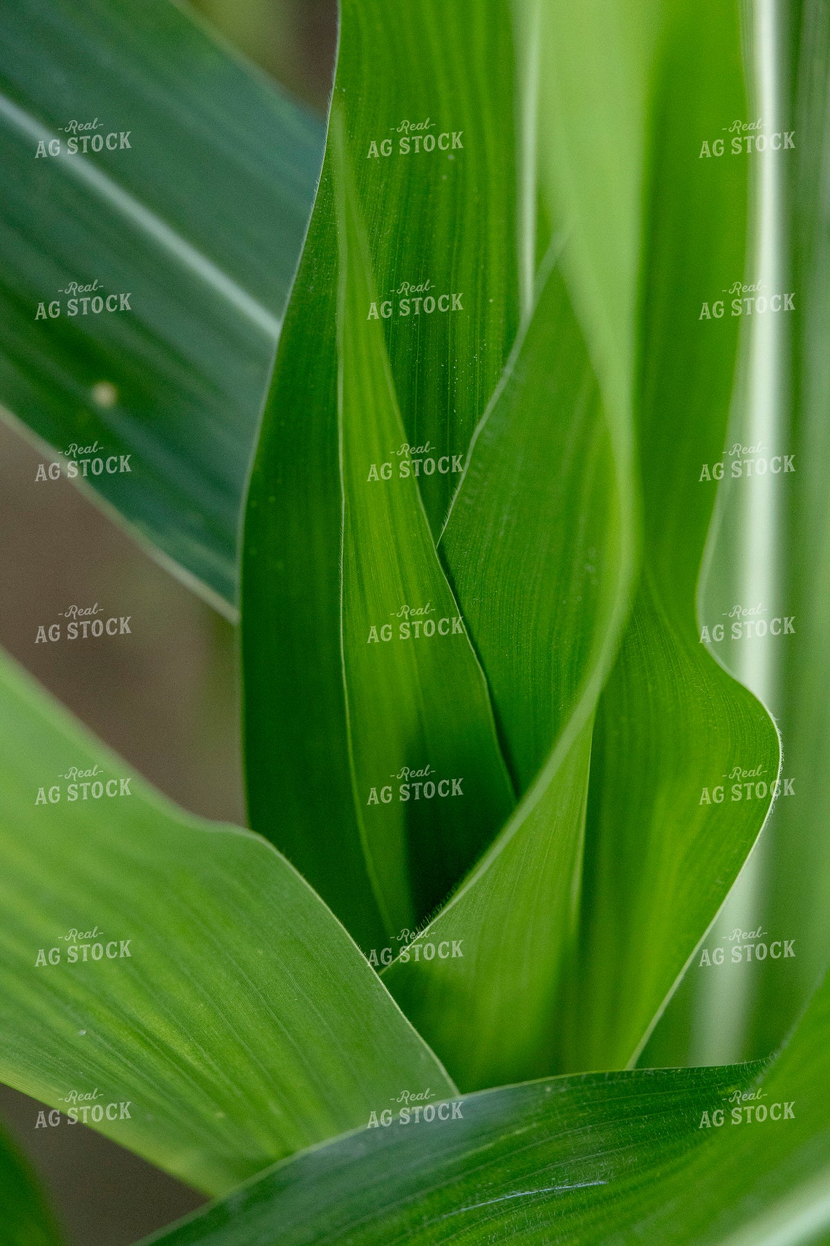 Mid-Season Corn Field 291097
