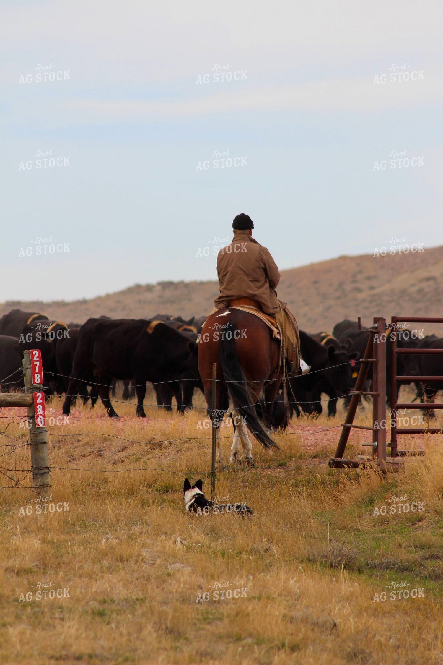 Cattlemen in Pasture 63051