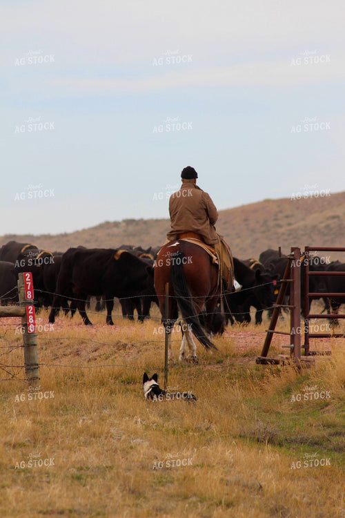 Cattlemen in Pasture 63051