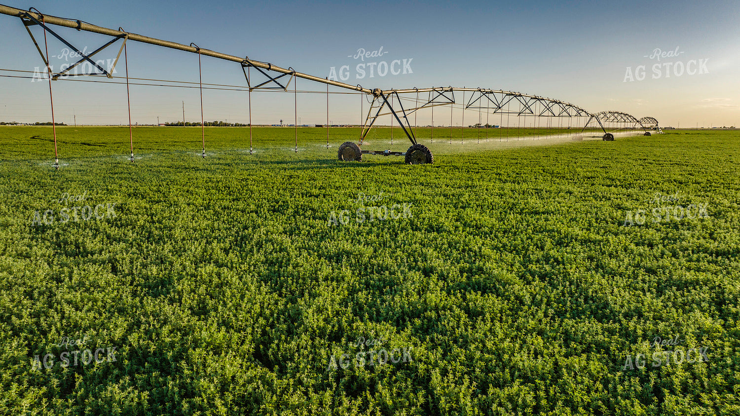 Irrigating Alfalfa Field 199001