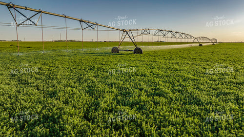 Irrigating Alfalfa Field 199001