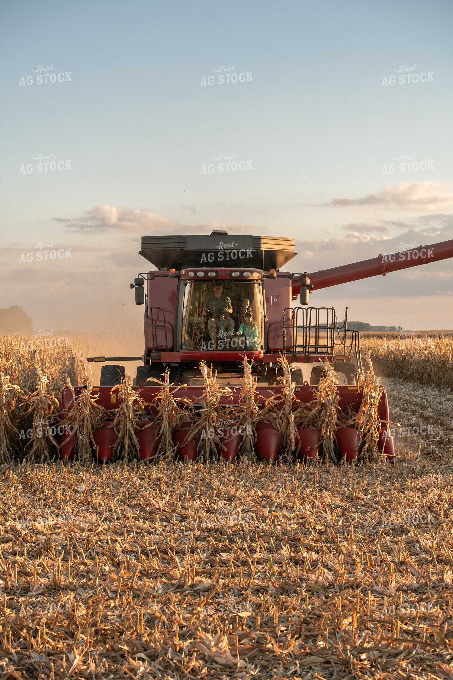 Corn Harvest 76511