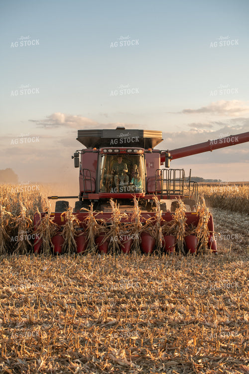 Corn Harvest 76511