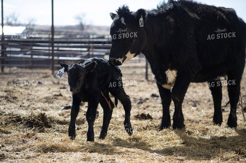 Angus Cow Calf Pair 117286